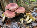 Tricholomopsis rutilans-amf1890-1